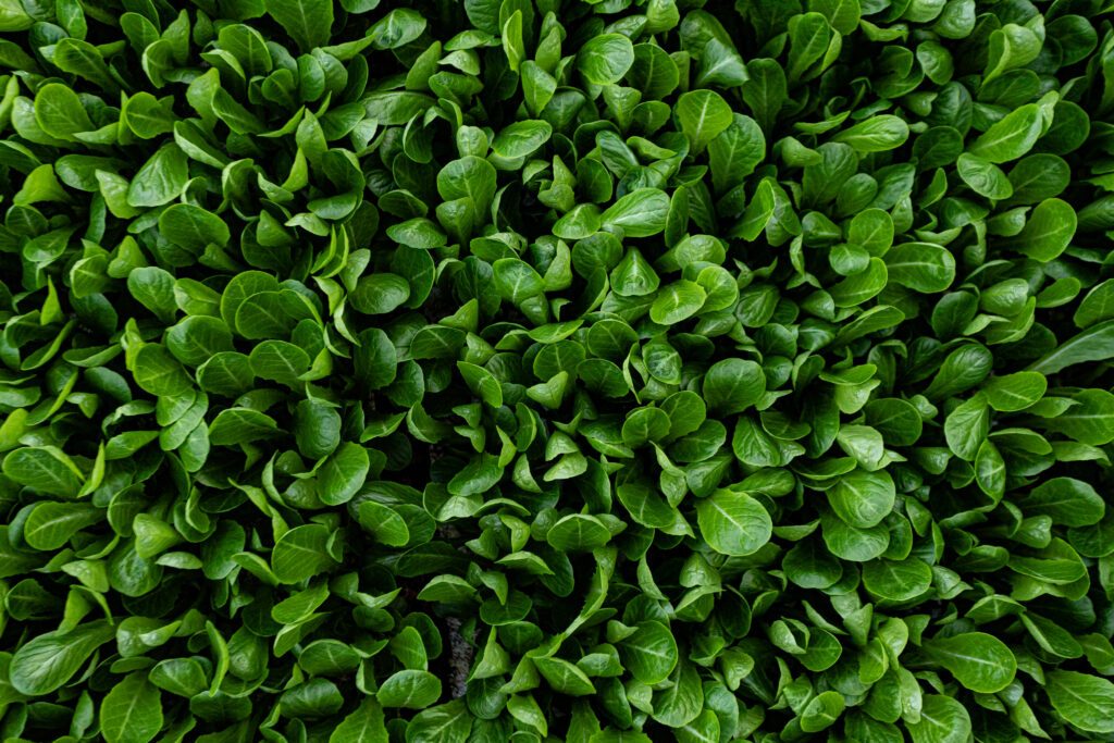 revol-greens-feb21-57