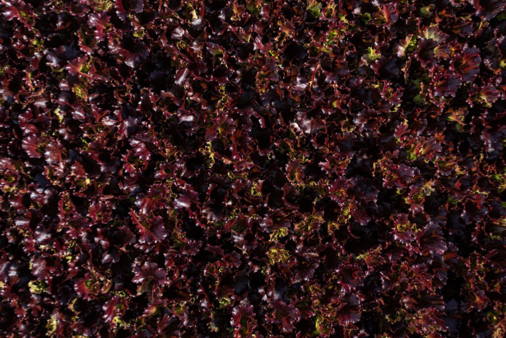 revol-greens-feb21-61