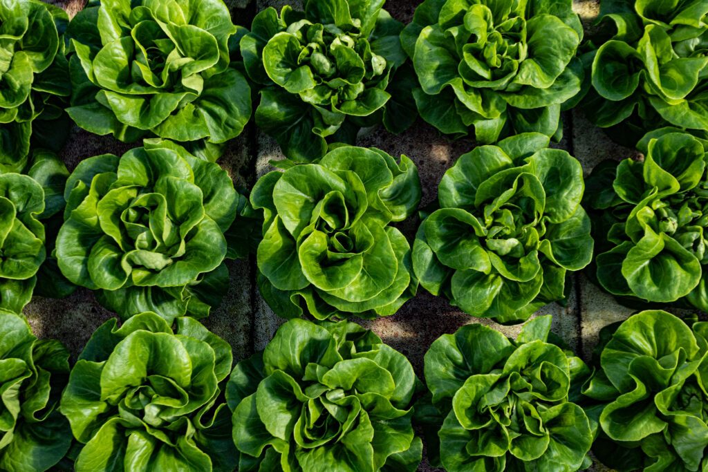 revol-greens-feb21-66