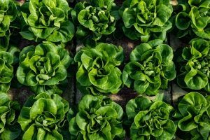 revol-greens-feb21-66_2
