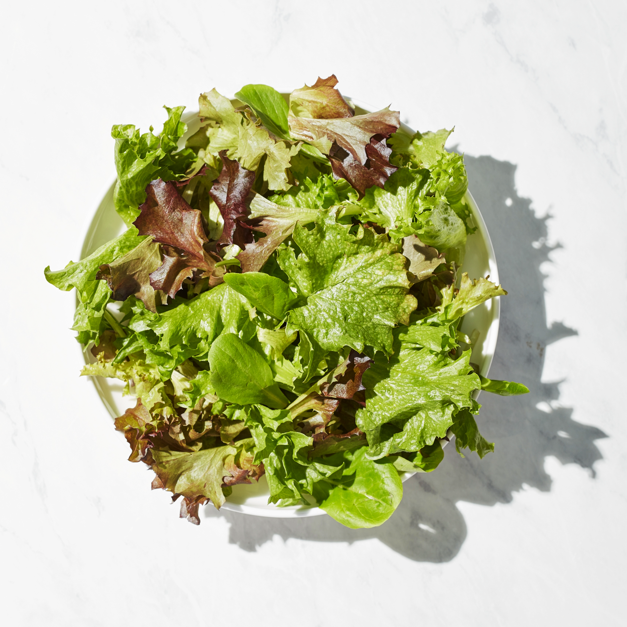 lettuce Enza Zaden Romaine Lettuce Jara